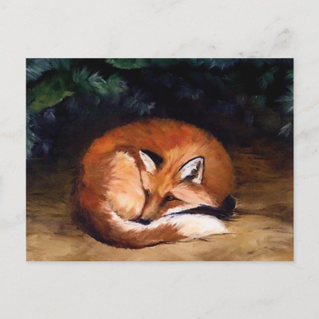 Sleepy Red Fox Animal Art Postcard (Front)