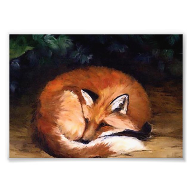 Sleepy Red Fox Photo Print (Front)