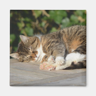 Sleepy relaxed kitty magnet