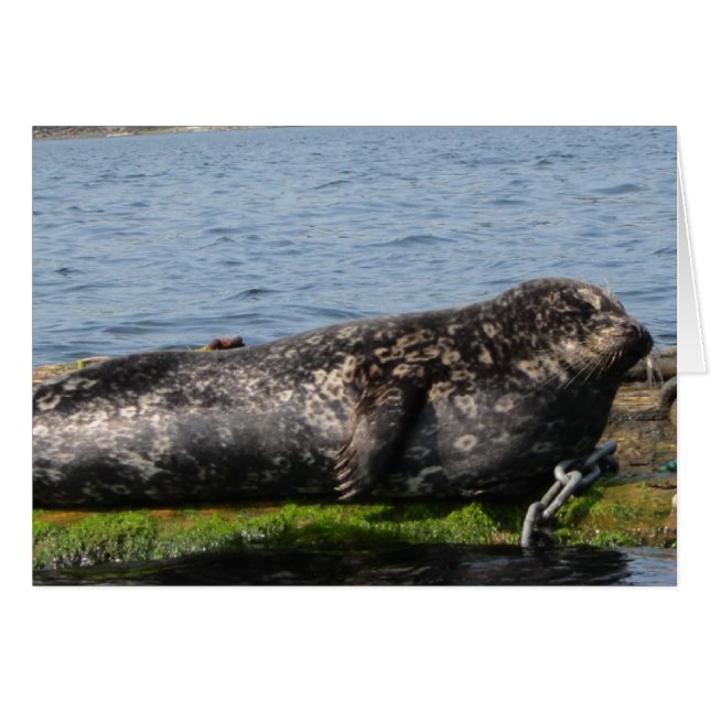 Sleepy Sea Lion (Front Horizontal)