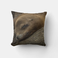 Sleepy Sea Lion - Sleeping Wildlife Photography
