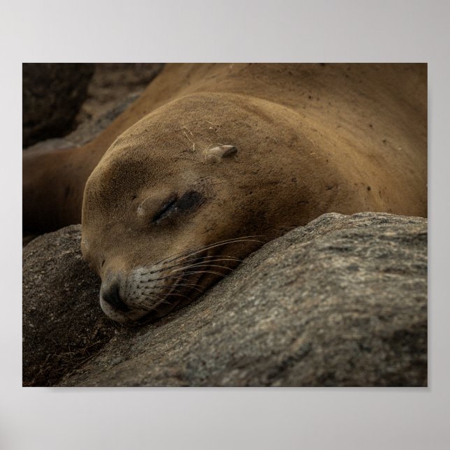 Sleepy Sea Lion - Sleeping Wildlife Photography Poster (Front)