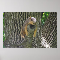 Sleepy Squirrel Cooling Off on a Tree Branch Poste