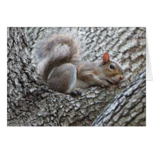 Sleepy Squirrel Greeting Card