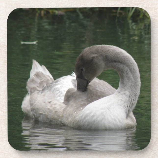Sleepy Swan Cork Coaster (Front)