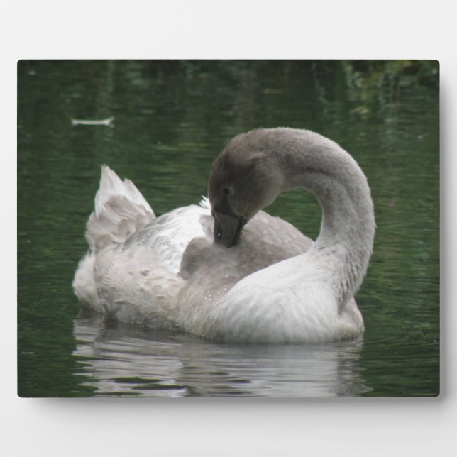 Sleepy Swan Plaque (Front)