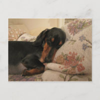 Sleepy Time Postcard