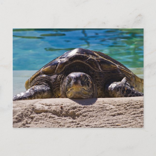 Sleepy Turtle Postcard (Front)