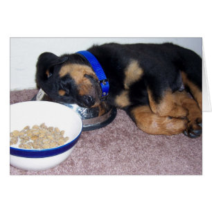 sleepyhead rottweiler.