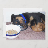 sleepyhead rottweiler