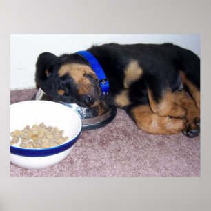 sleepyhead rottweiler. poster