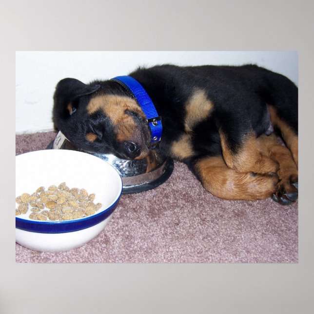 sleepyhead rottweiler. poster (Front)