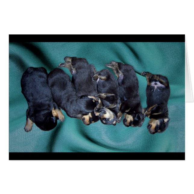 sleepyhead rottweiler puppies (Front Horizontal)