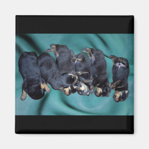 sleepyhead rottweiler puppies magnet