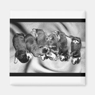 sleepyhead rottweiler puppies magnet