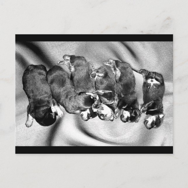 sleepyhead rottweiler puppies postcard (Front)