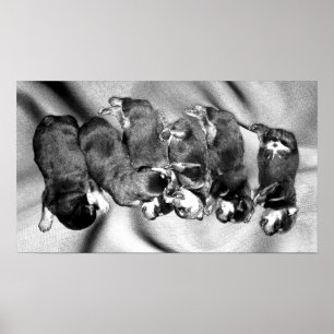 sleepyhead rottweiler puppies poster