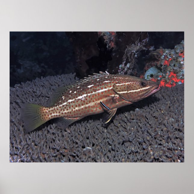 Slender Grouper on the Reef Poster (Front)