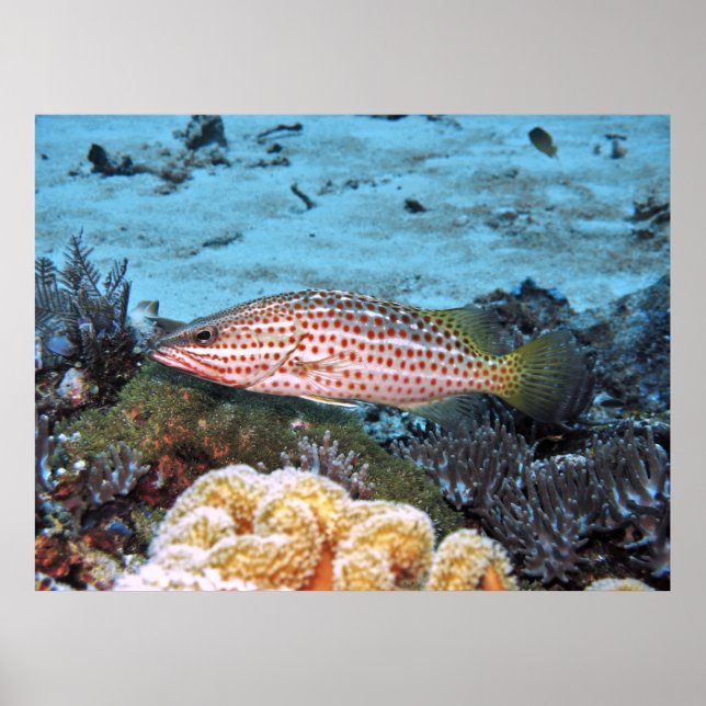 Slender Grouper Poster (Front)