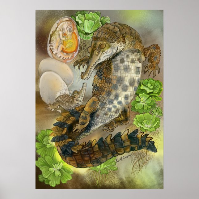 Slender Snouted Crocodile Poster (Front)