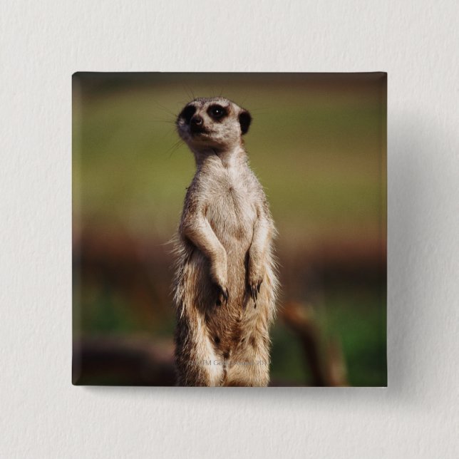slender-tailed meerkat 15 cm square badge (Front)