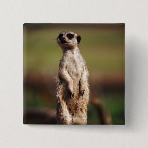 slender-tailed meerkat 15 cm square badge