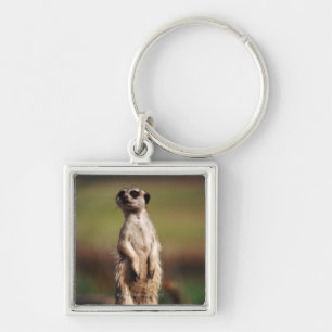 slender-tailed meerkat key ring