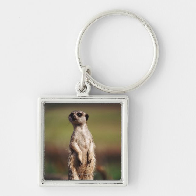 slender-tailed meerkat key ring (Front)