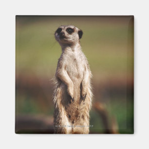 slender-tailed meerkat magnet