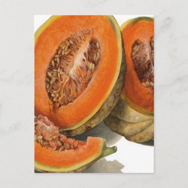 Sliced cantaloupe melon illustration postcard (Front)