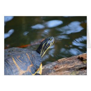 slider water turtle head out of shell
