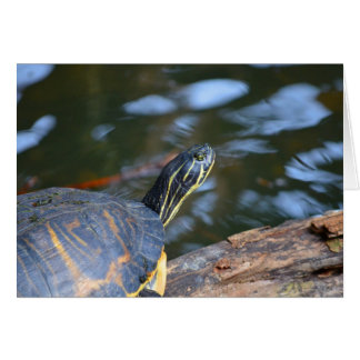slider water turtle head out of shell