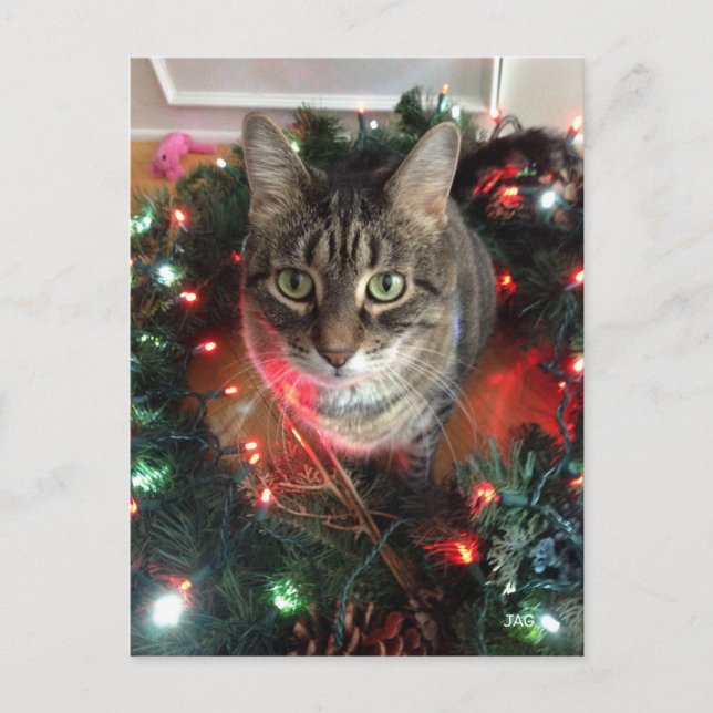 Slim Kitty Holiday Wreath Postcard (Front)
