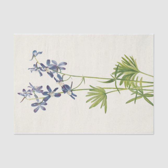 Slim Larkspur by Mary Vaux Walcott Tissue Paper (Front)