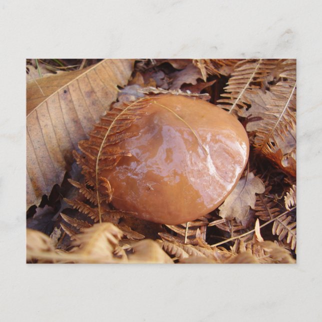 Slippery Jack Mushroom Postcard (Front)