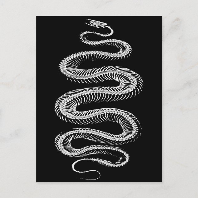 Slithering Snake Skeleton Postcard (Front)