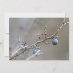 Sloe Berries Nature Photo Card