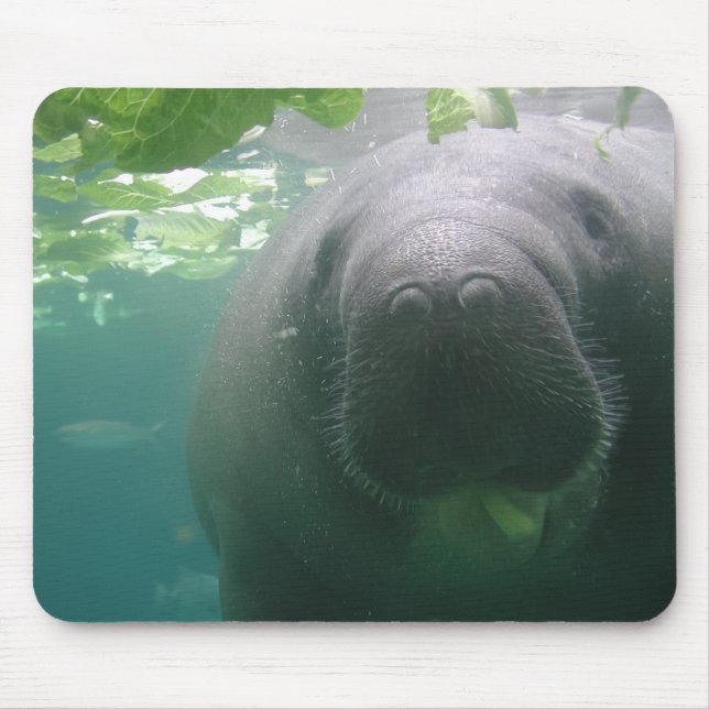Sloppy Manatee mousepad (Front)