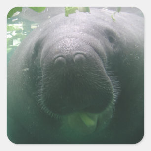 Sloppy Manatee square stickers