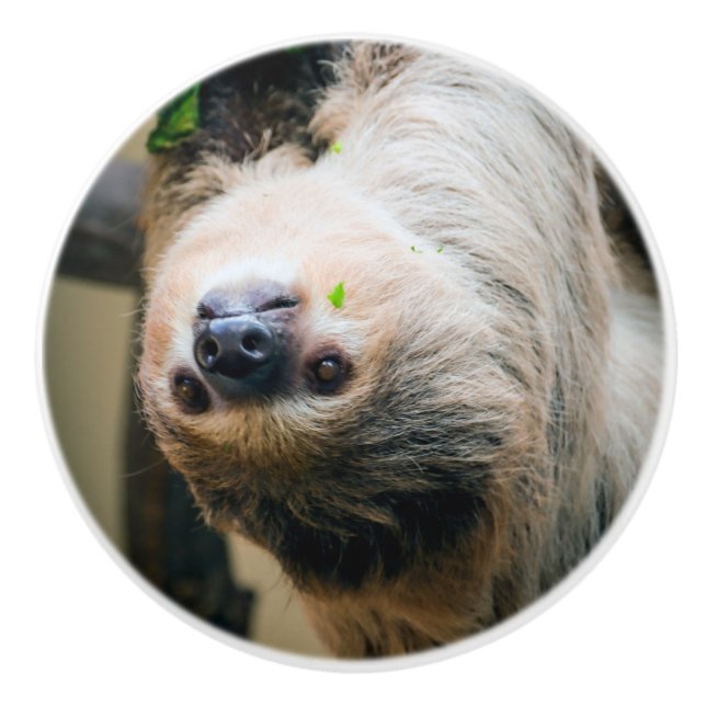 Sloth 001 ceramic knob (Front)