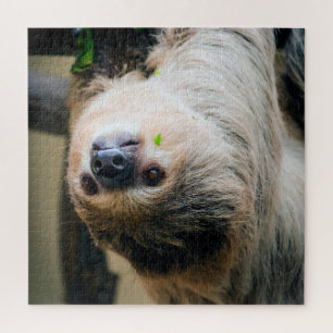 Sloth 001 jigsaw puzzle