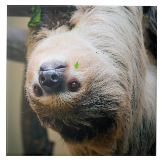 Sloth 001 tile (Front)
