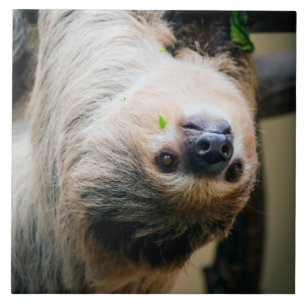 Sloth 005 tile