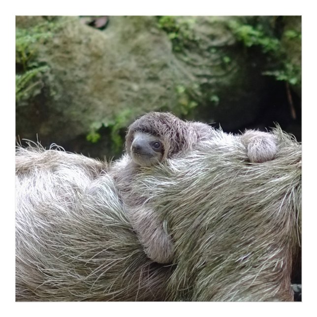 Sloth_20171104_by_JAMFoto Photo Print (Front)