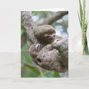 Sloth Baby with Mother Hanging from a Tree Card