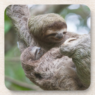 Sloth Baby with Mother Hanging from a Tree Coaster