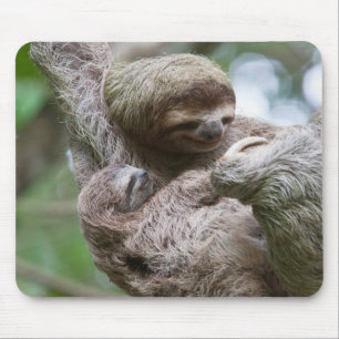 Sloth Baby with Mother Hanging from a Tree Mouse Pad