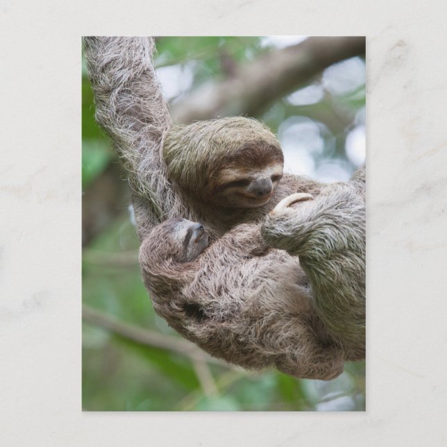 Sloth Baby with Mother Hanging from a Tree Postcard (Front)