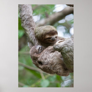 Sloth Baby with Mother Hanging from a Tree Poster