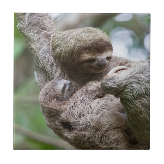 Sloth Baby with Mother Hanging from a Tree Tile (Front)